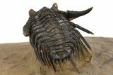 Spiny Leonaspis Trilobite - Top Quality Preparation #339623-5